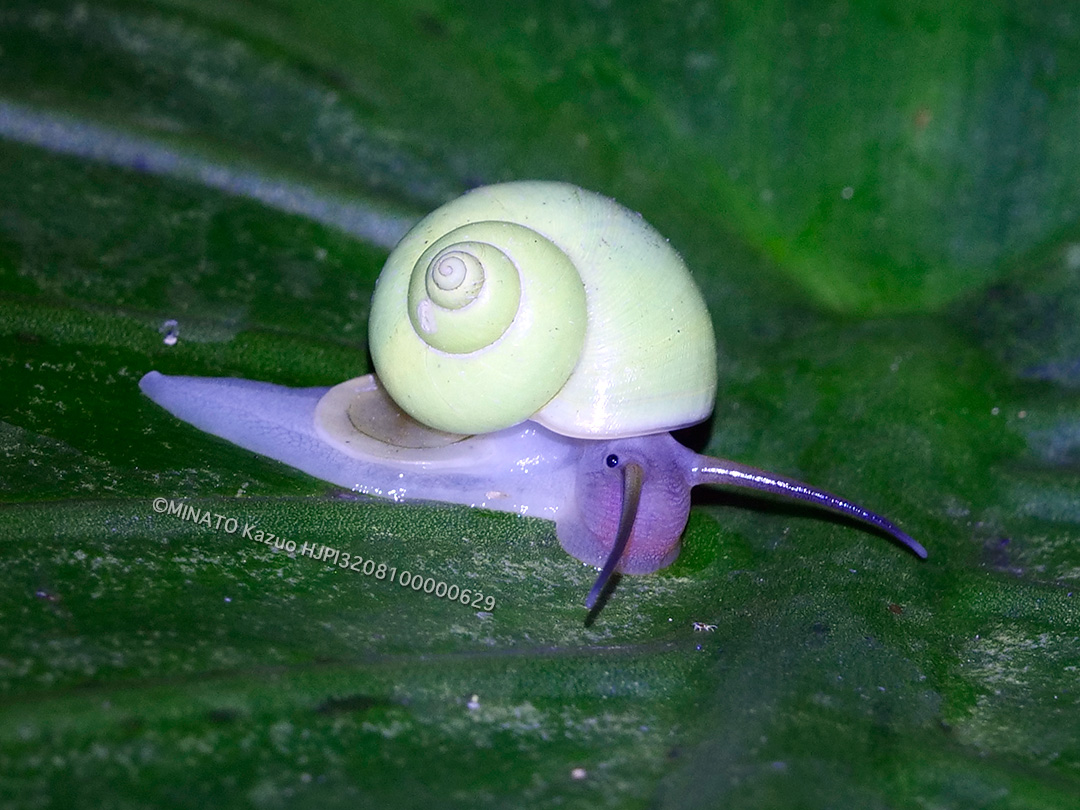 アオミオカタニシ