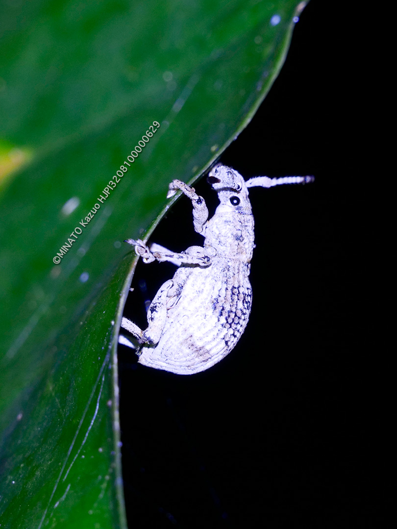 オキナワクワゾウムシ