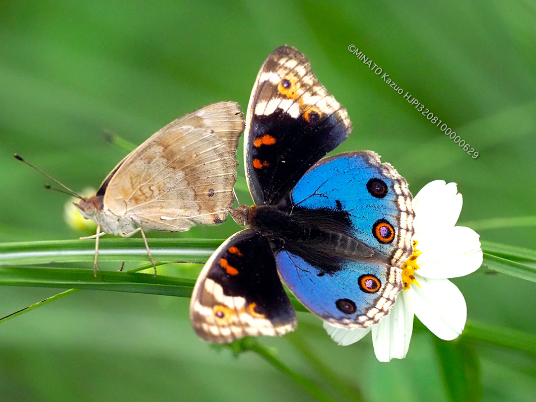 アオタテハモドキ