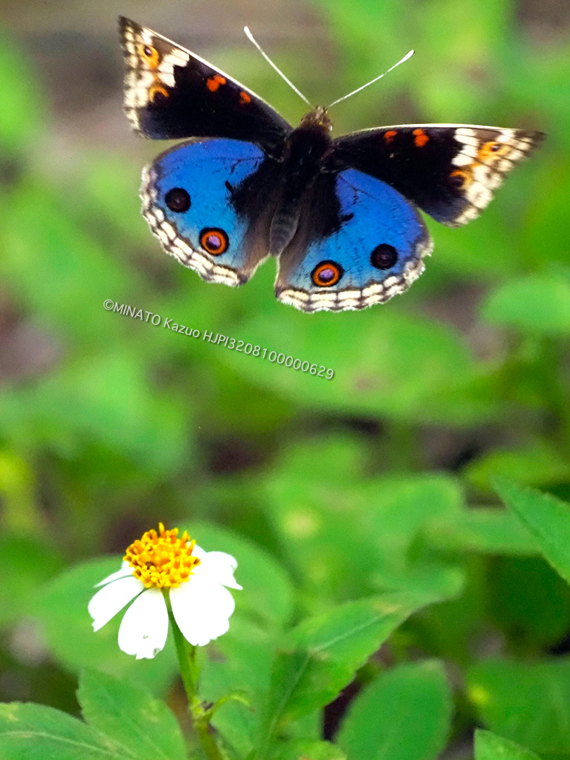 アオタテハモドキ