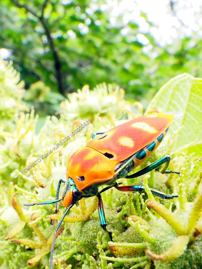 アカギカメムシ