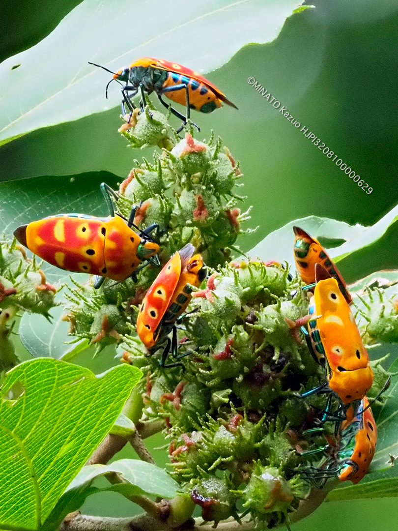 アカギカメムシ