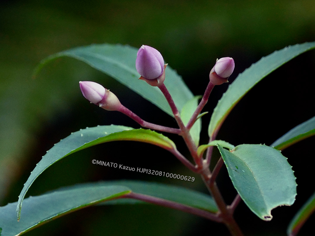 コバノミヤマノボタン