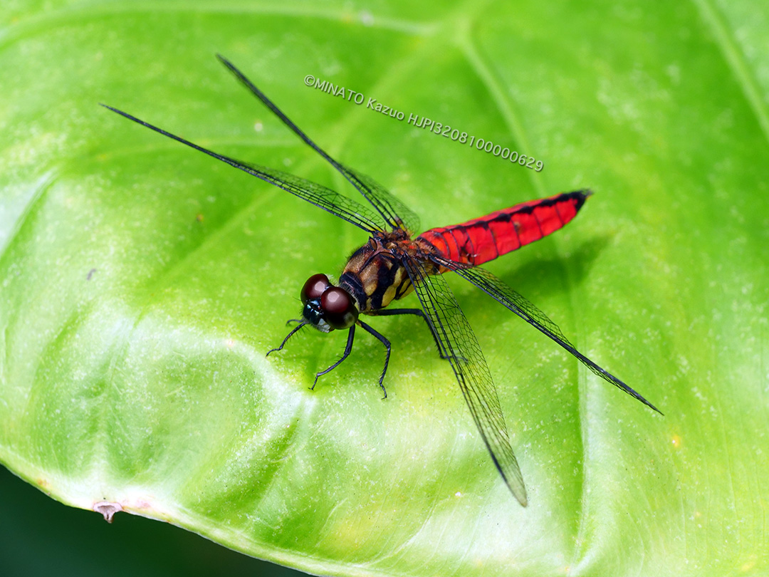オオハラビロトンボ雄