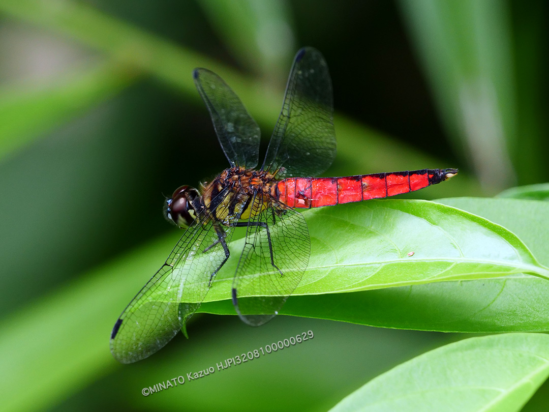 オオハラビロトンボ雄