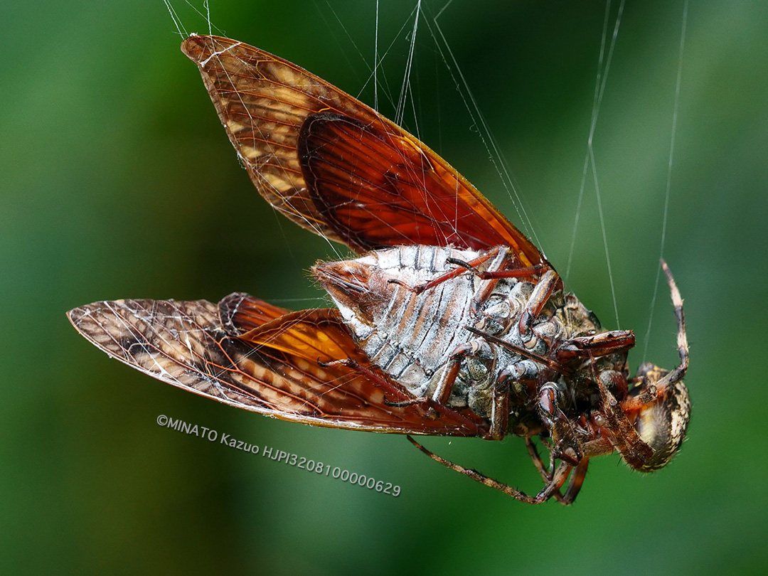 ヤマシロオニグモ>リュウキュウアブラゼミ