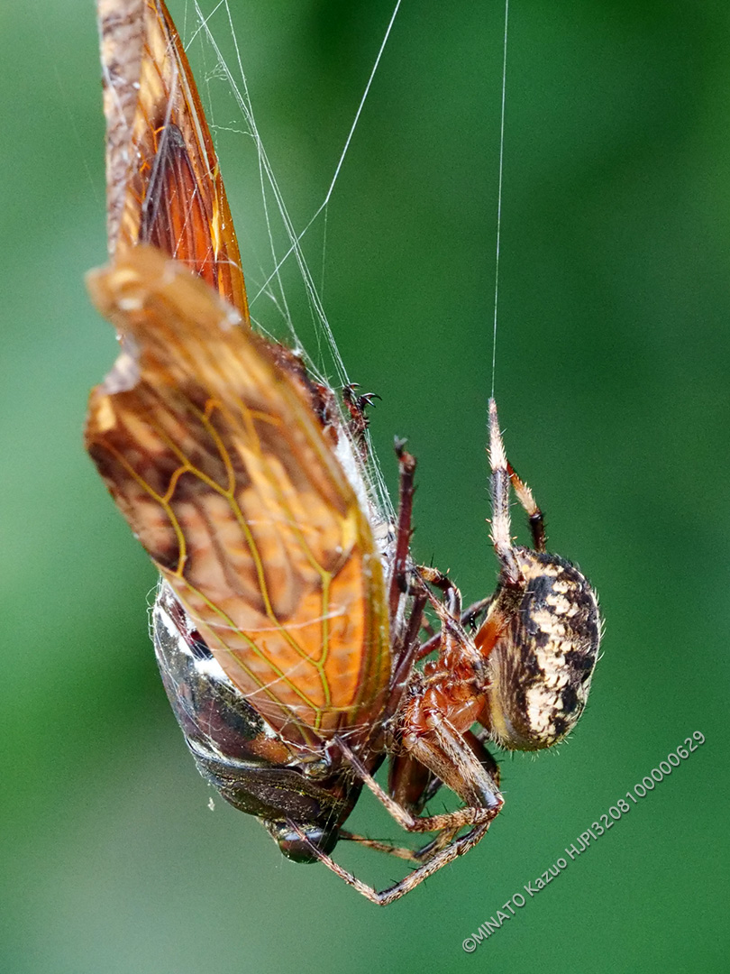 ヤマシロオニグモ>リュウキュウアブラゼミ
