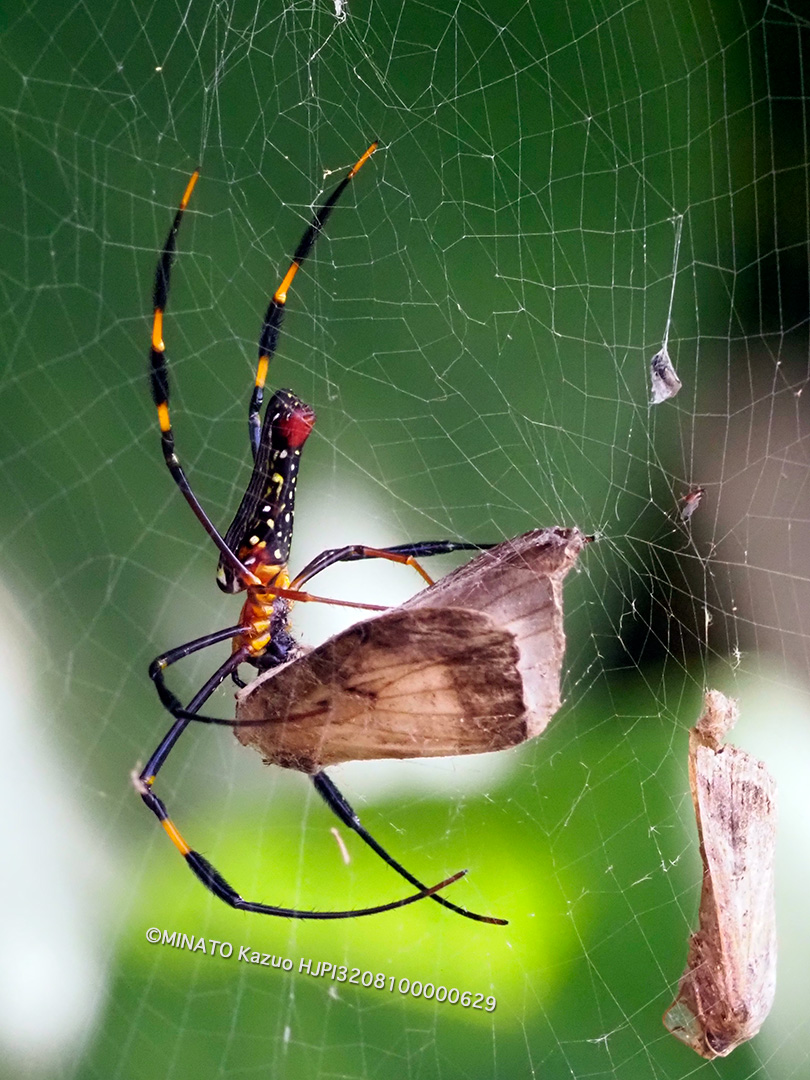 オオジョロウグモ＞ホシヒトリモドキ