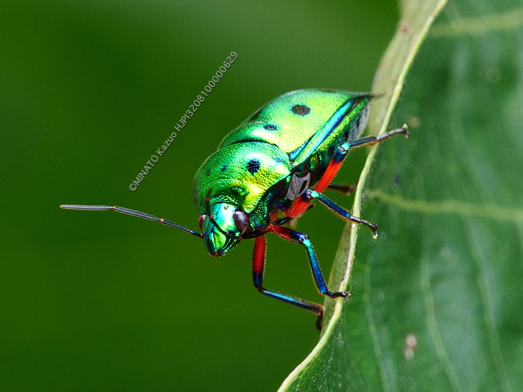 ナナホシキンカメムシ
