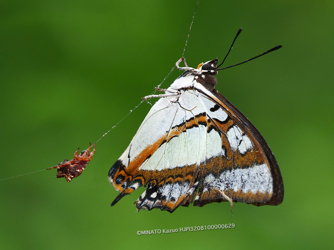 フタオチョウとチブサトゲグモ