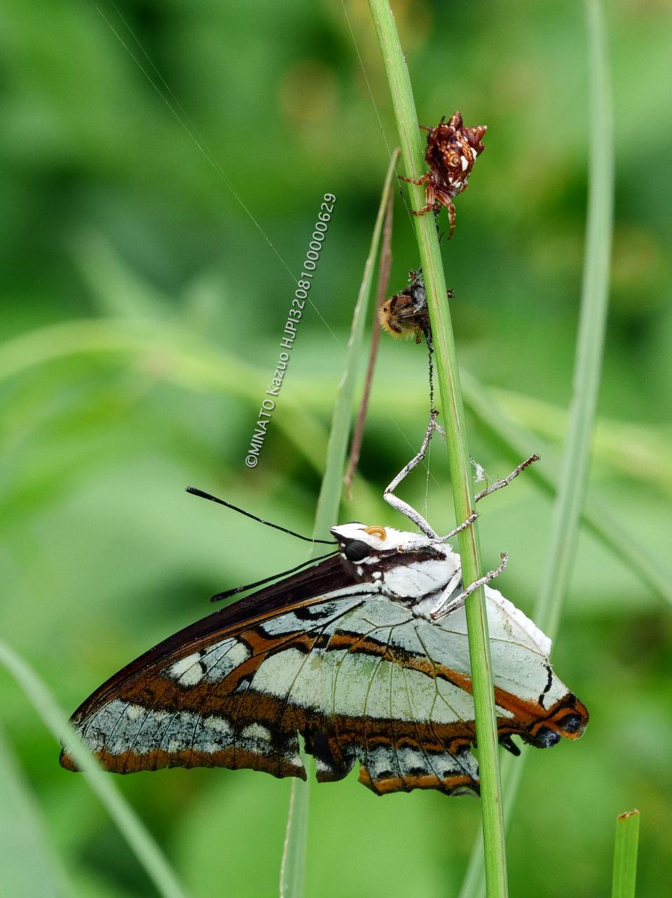 フタオチョウとチブサトゲグモ