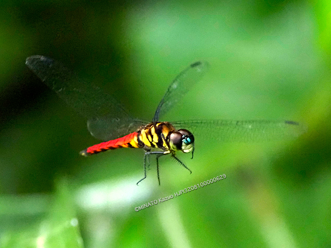オオハラビロトンボ雄