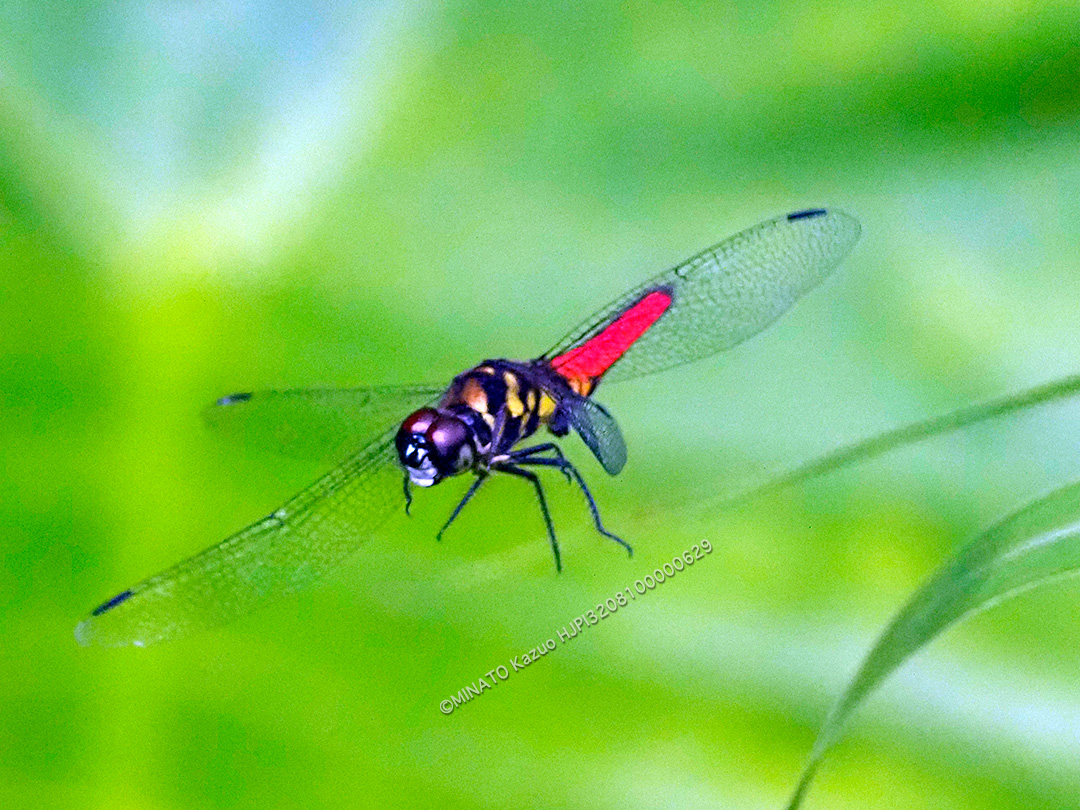 オオハラビロトンボ