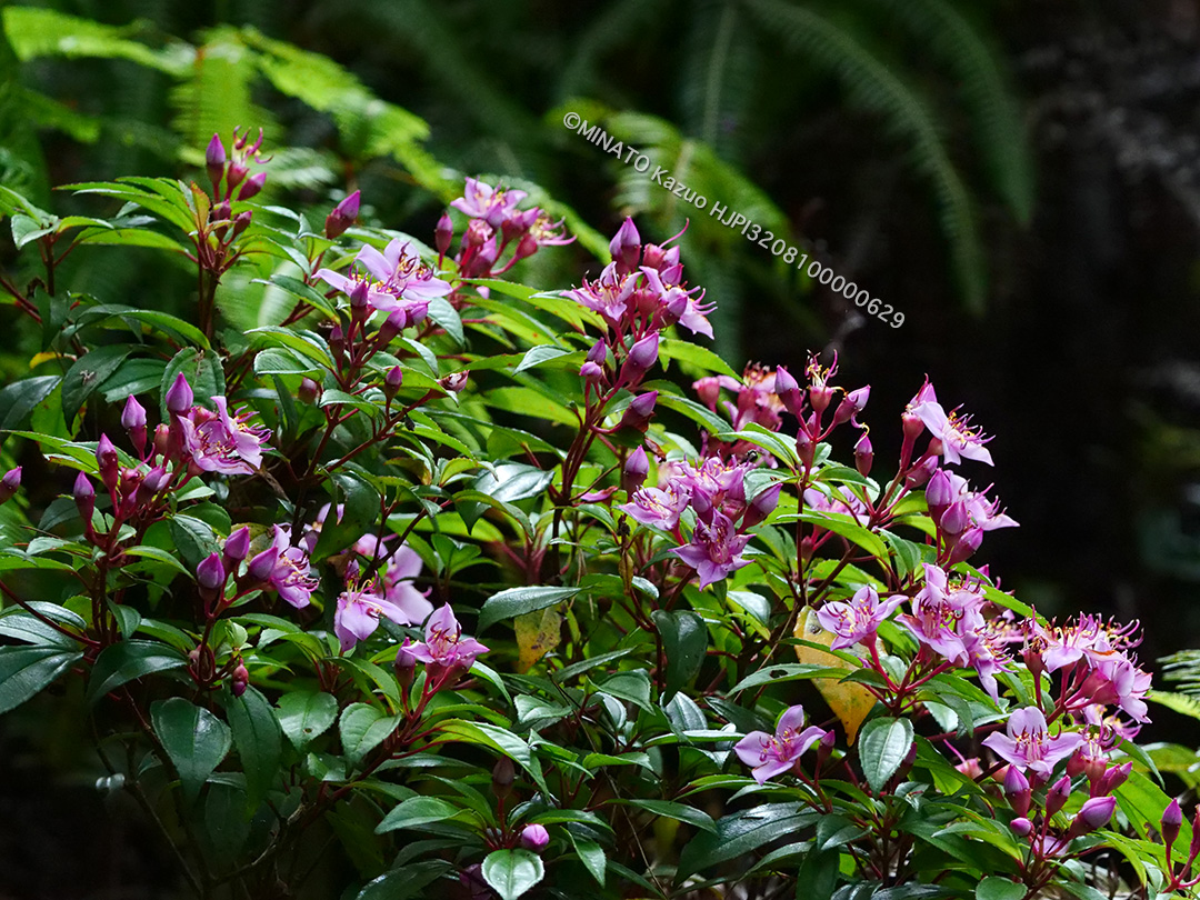 コバノミヤマノボタン