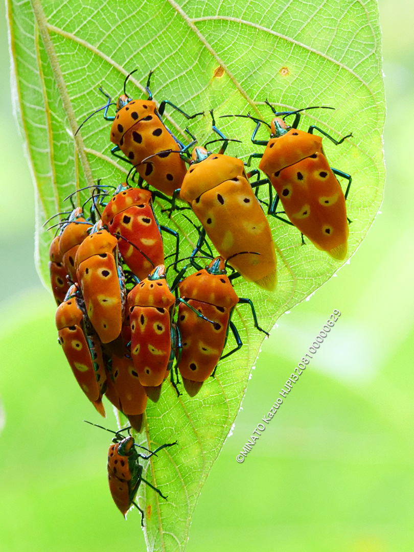 アカギカメムシ