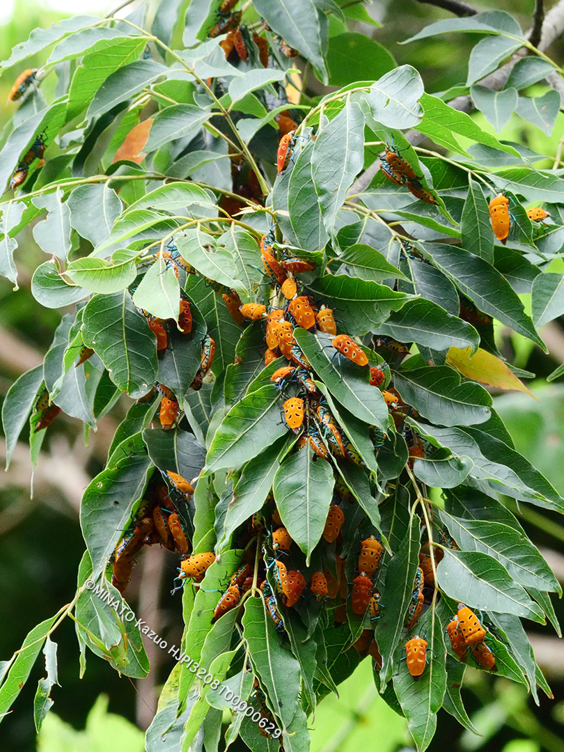 アカギカメムシ