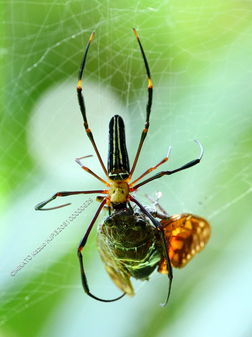 オオジョロウグモ＞リュウキュウアブラゼミ
