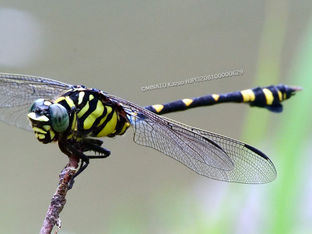 タイワンウチワヤンマ