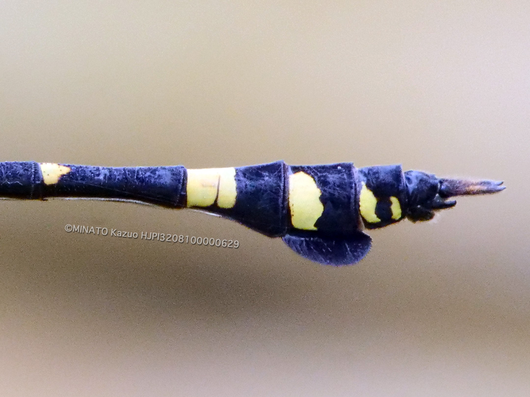 タイワンウチワヤンマ