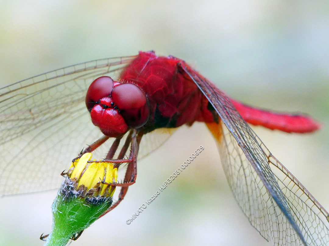 タイリクショウジョウトンボ雄