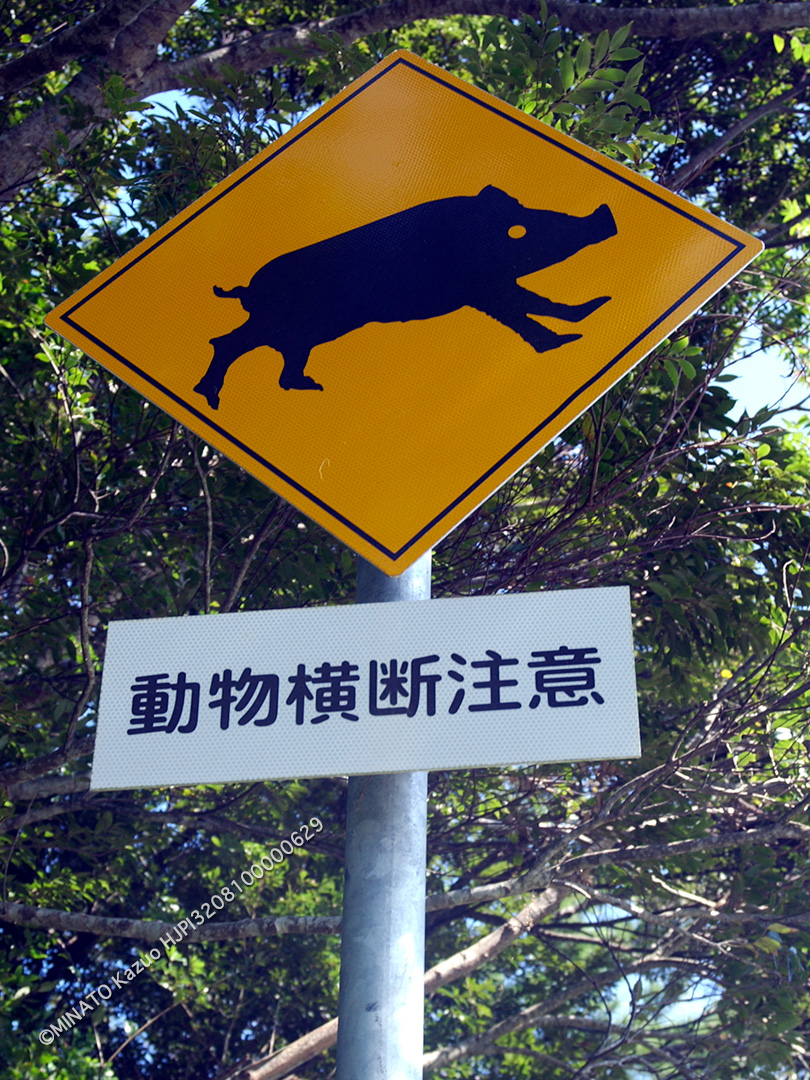 リュウキュウイノシシ