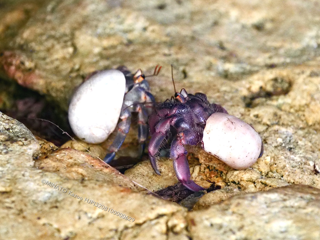 オカヤドカリ類