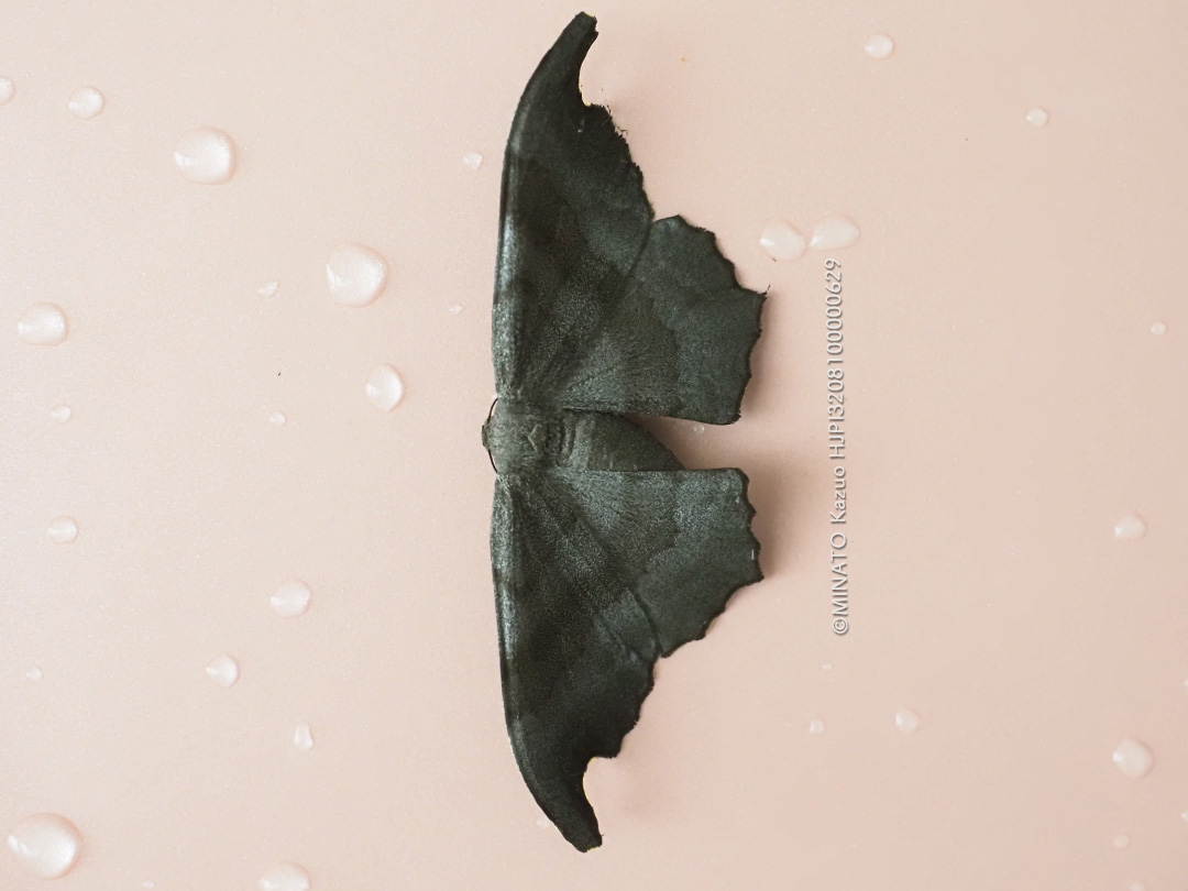 ミカンコエダシャク