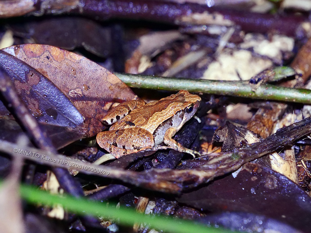 ヒメアマガエル