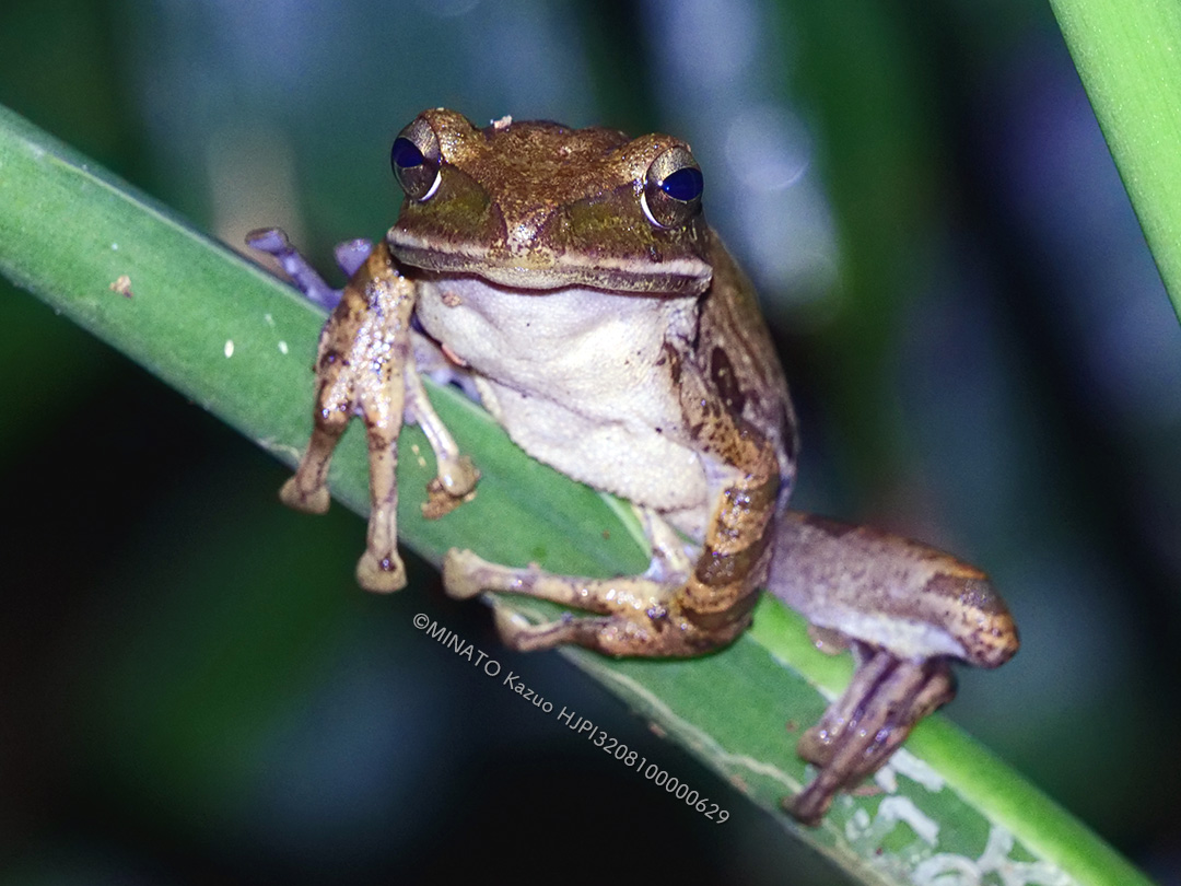 シロアゴガエル