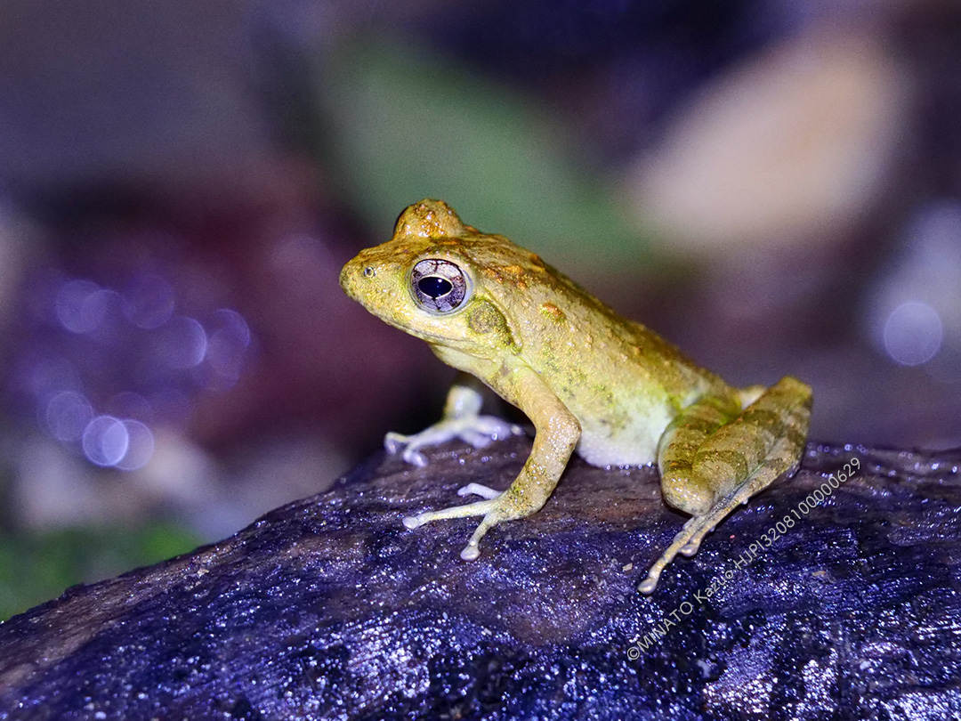 リュウキュウカジカガエル