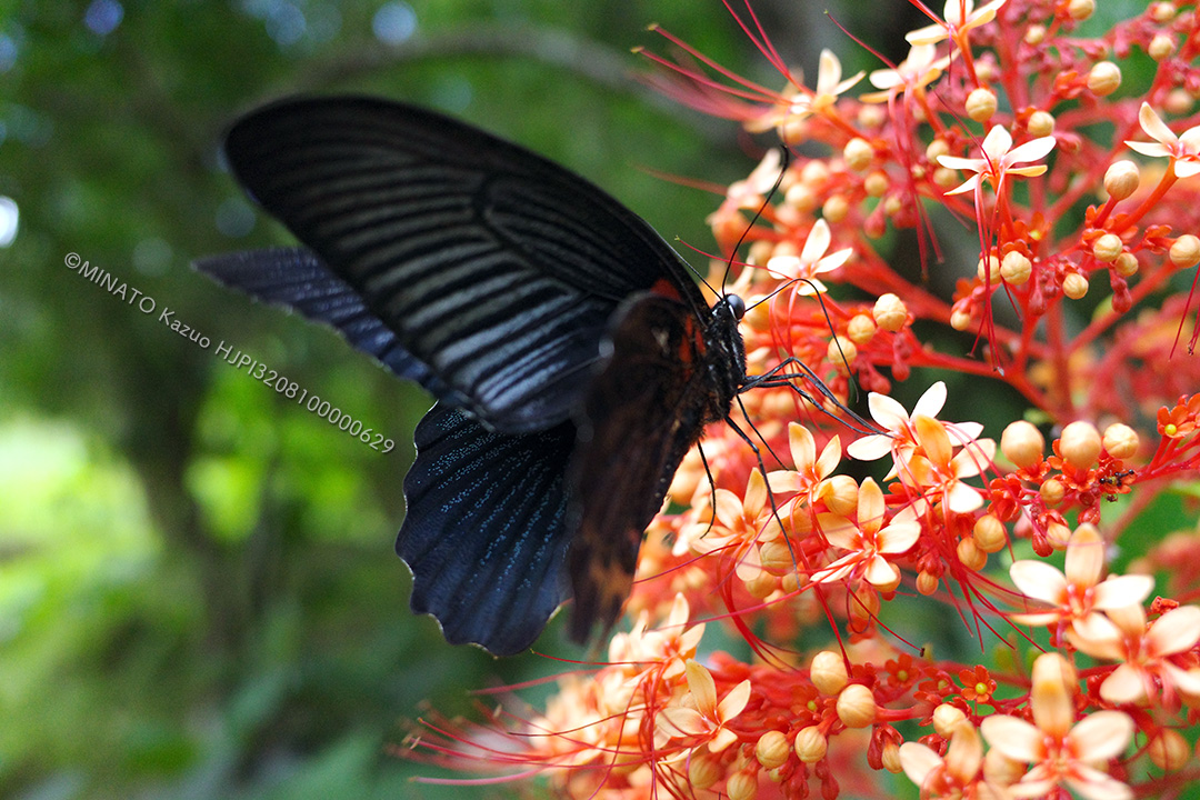 ナガサキアゲハ雄