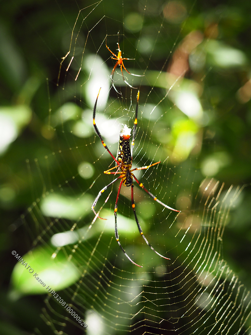 オオジョロウグモ雌雄