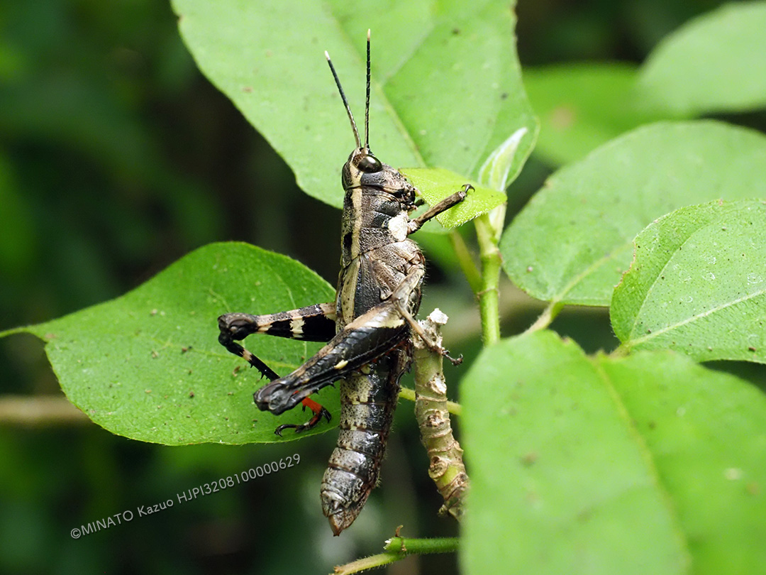 オキナワモリバッタ雌成虫
