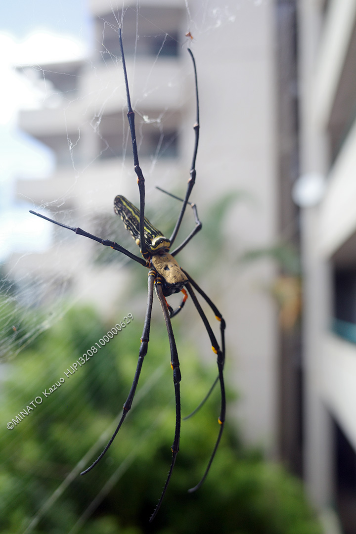 オオジョロウグモ