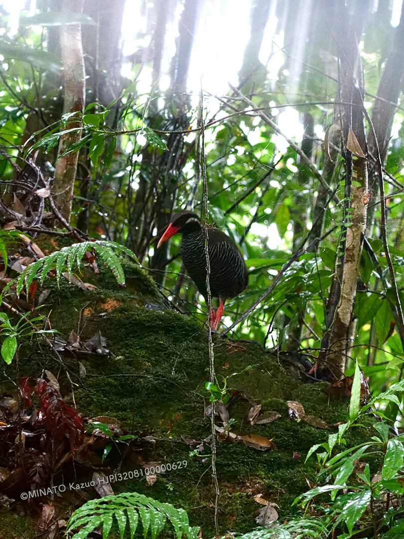 ヤンバルクイナ