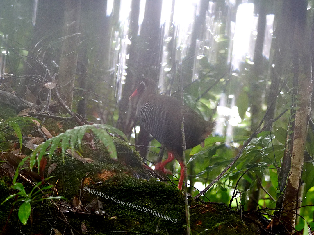 ヤンバルクイナ