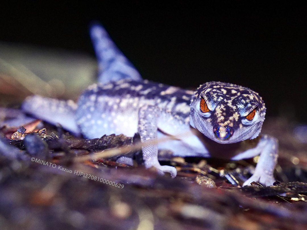 クロイワトカゲモドキ