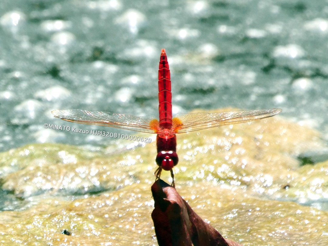 タイリクショウジョウトンボ雄