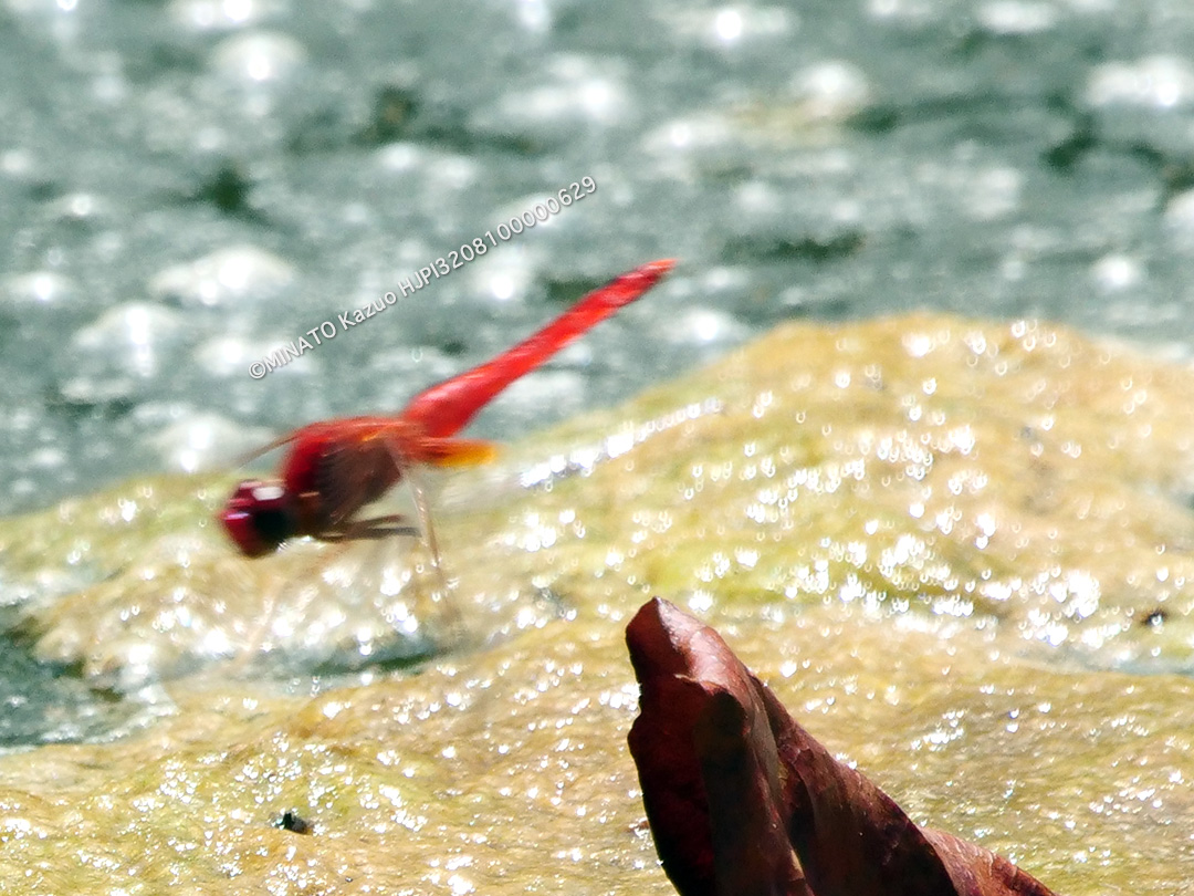 タイリクショウジョウトンボ雄