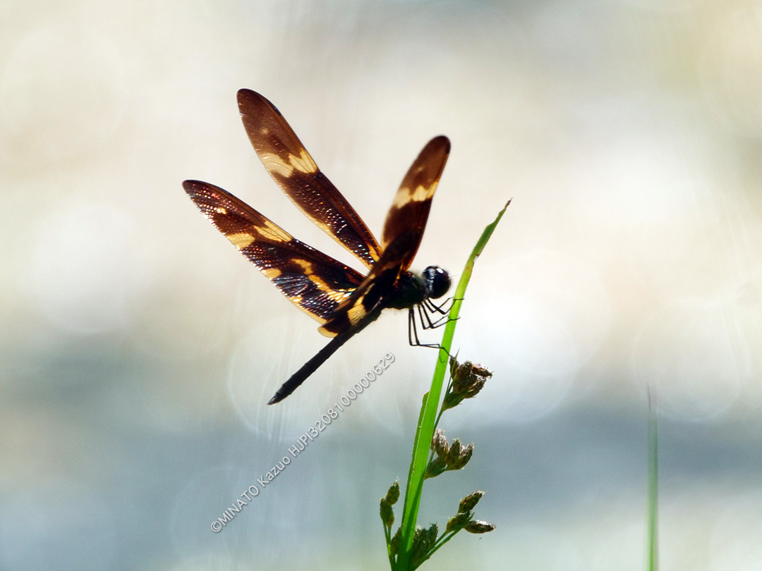 オキナワチョウトンボ