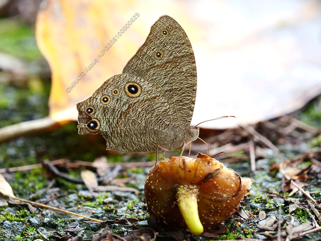 ウスイロコノマチョウ