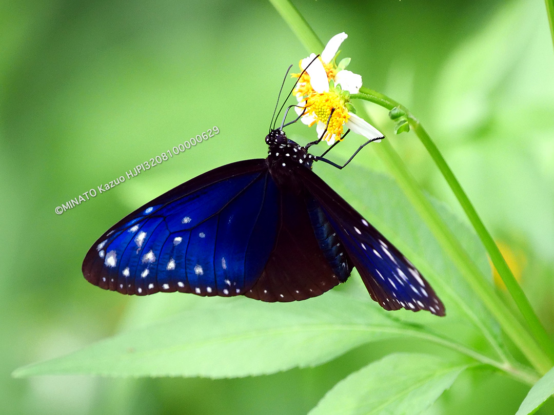 ツマムラサキマダラ雄