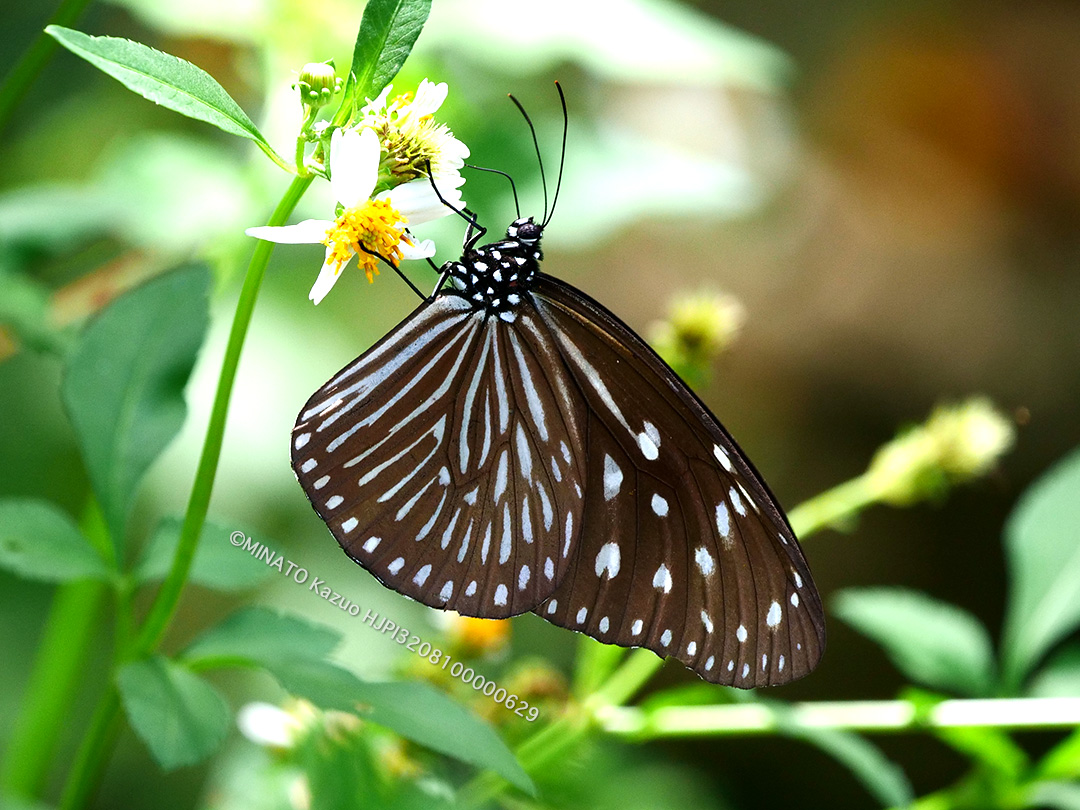 ツマムラサキマダラ雌