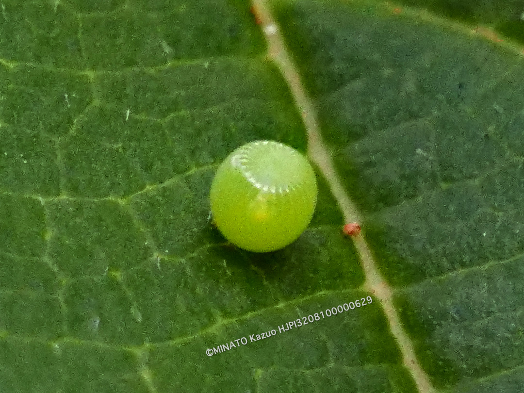 フタオチョウ卵
