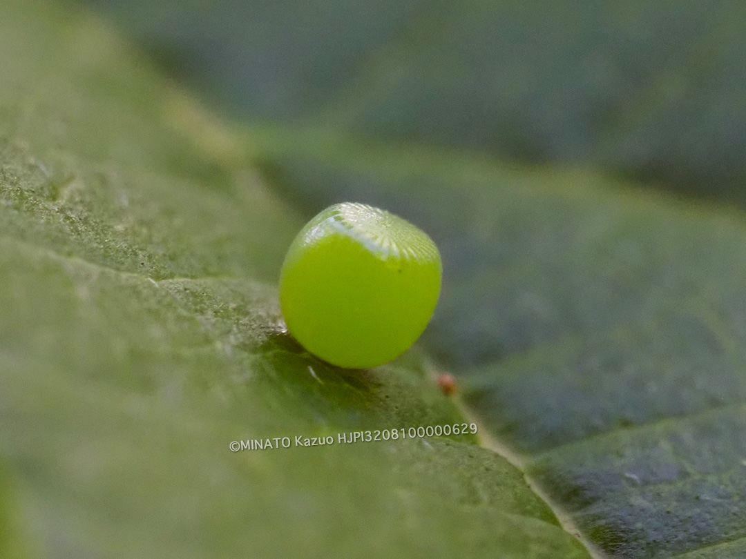 フタオチョウ卵
