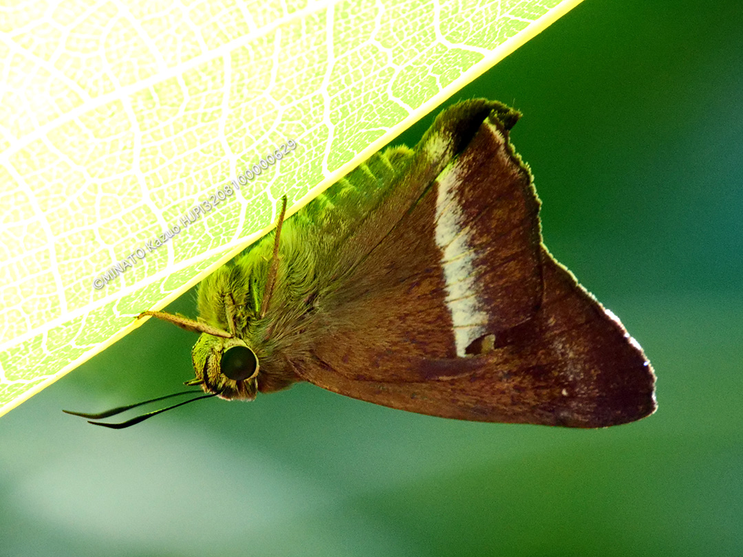 オキナワビロードせせり