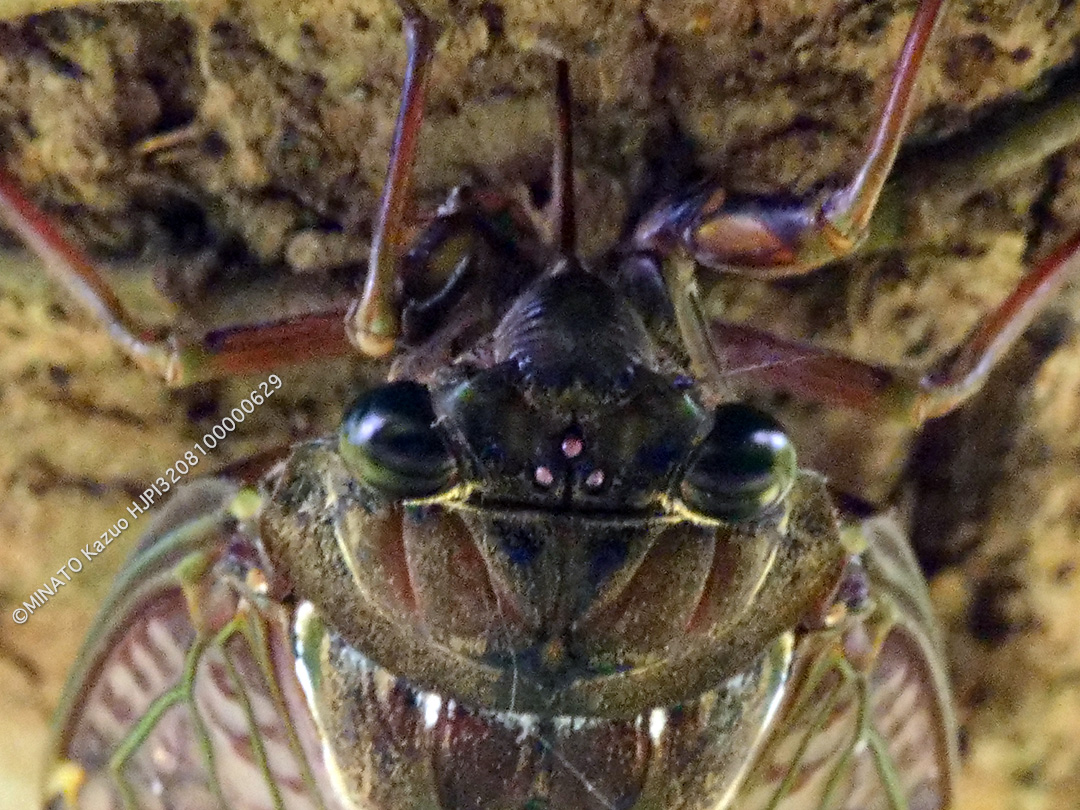 リュウキュウアブラゼミ