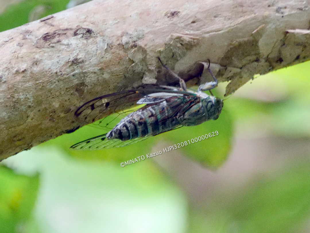 クロイワツクツク