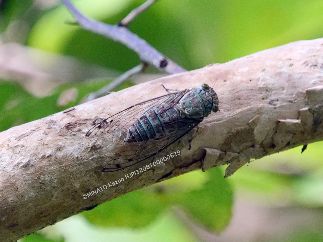 クロイワツクツク