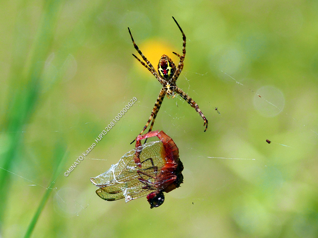 タイリクショウジョウトンボ雄